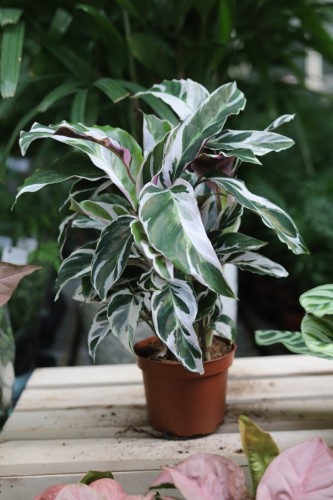 calathea fusion white (1).JPG