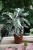 calathea fusion white (1).JPG