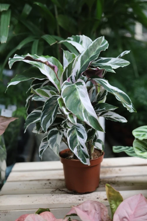 calathea fusion white (1).JPG