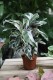 calathea fusion white (1).JPG