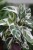 calathea fusion white (2).JPG
