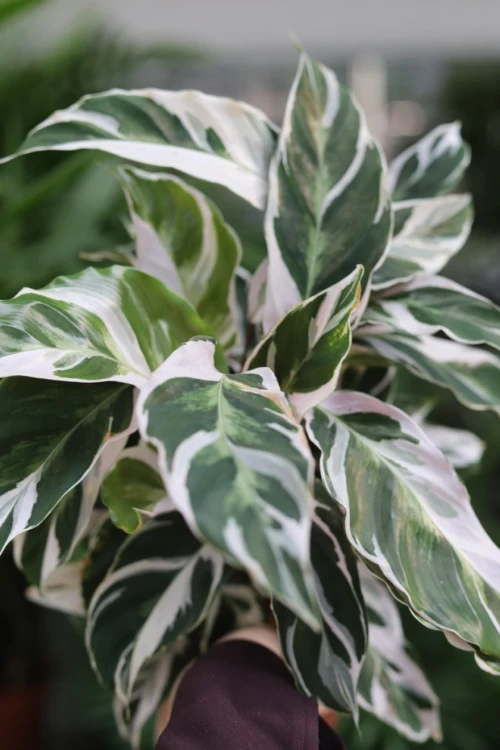 calathea fusion white (2).JPG