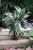 calathea fusion white (3).JPG