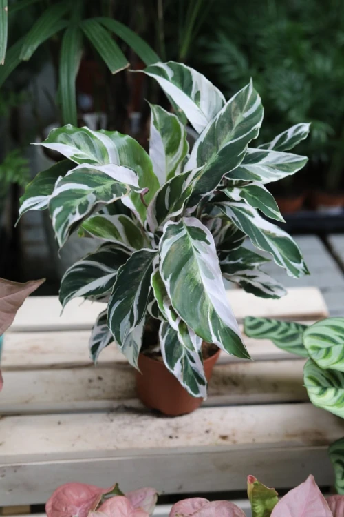 calathea fusion white (3).JPG