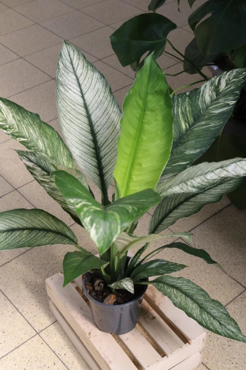 spathiphyllum sensation variegata (5).JPG