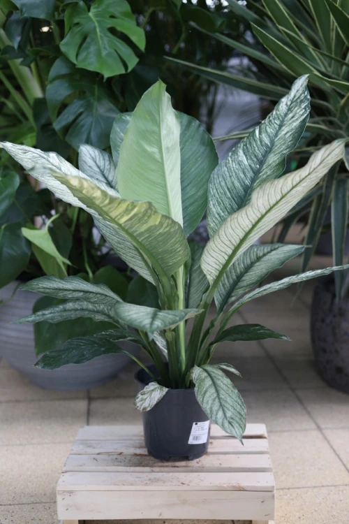 spathiphyllum sensation variegata (2).JPG