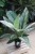 spathiphyllum sensation variegata (3).JPG