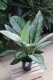 spathiphyllum sensation variegata (3).JPG