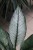 spathiphyllum sensation variegata (8).JPG