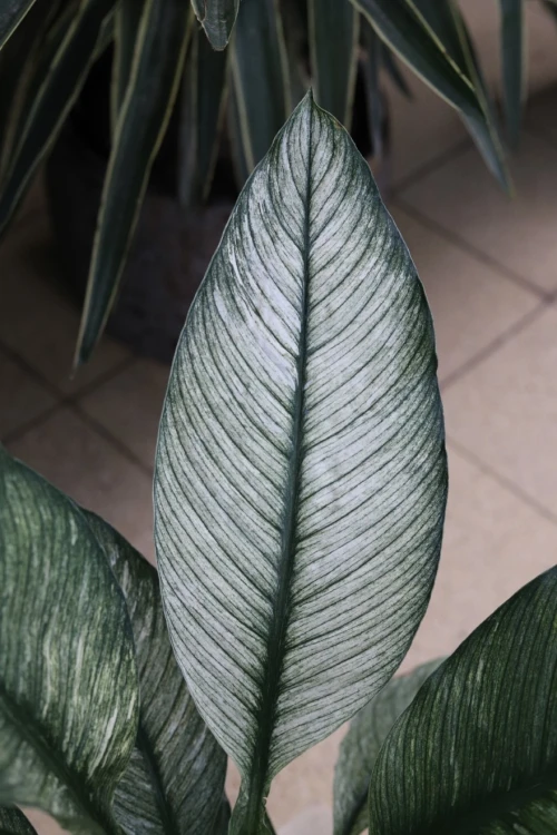 spathiphyllum sensation variegata (8).JPG