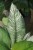 spathiphyllum sensation variegata (9).JPG