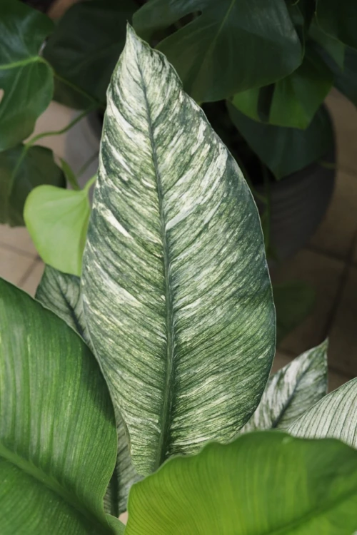 spathiphyllum sensation variegata (9).JPG