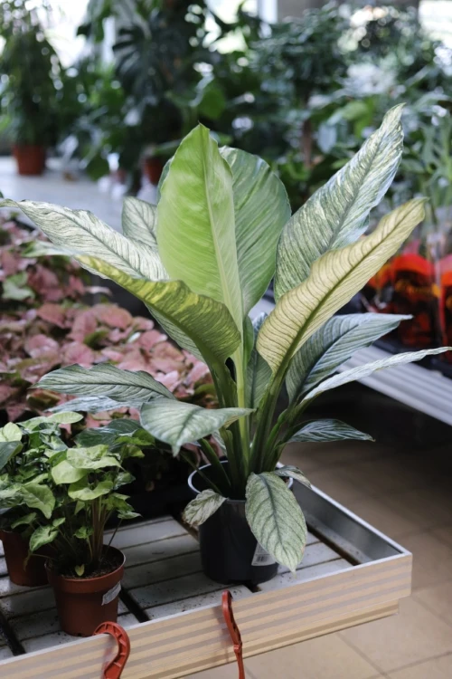 spathiphyllum sensation variegata (7).JPG