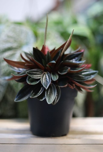 Peperomia Caperata 'Rosso' to kompaktowa roślina doniczkowa o karbowanych, ciemnozielonych liściach z czerwonym spodem – idealna do domu lub biura.