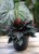 Peperomia Caperata 'Rosso'