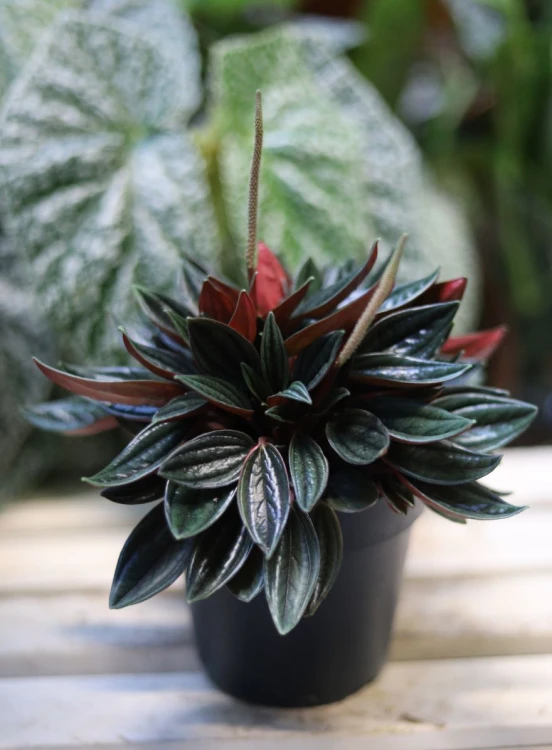 Peperomia Caperata 'Rosso'