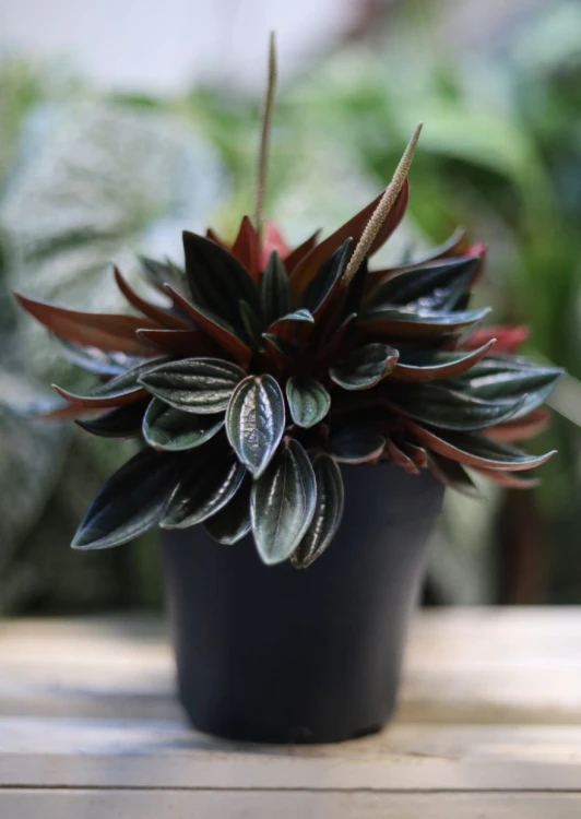 Peperomia kędzierzawa