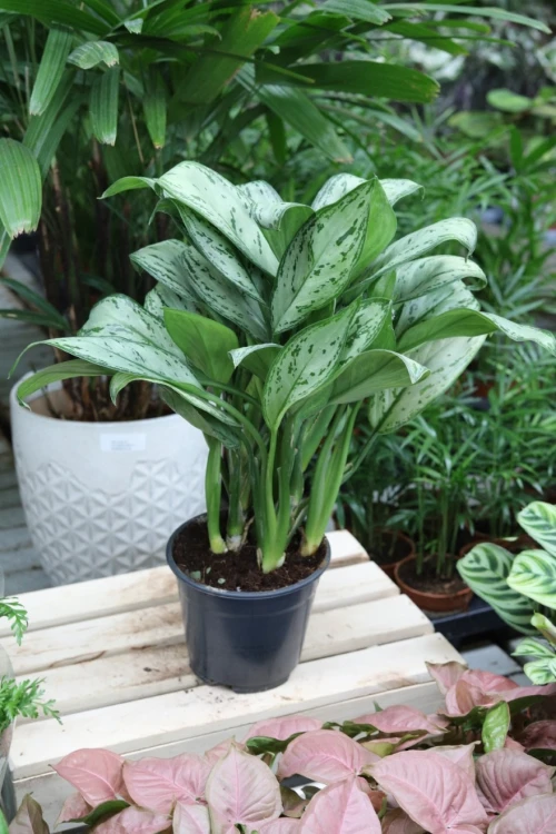 aglaonema maria christina (5).JPG