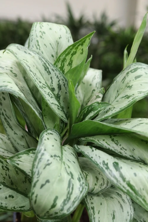 aglaonema maria christina (6).JPG