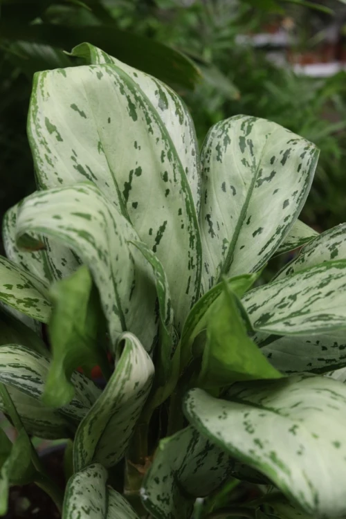 aglaonema maria christina (1).JPG