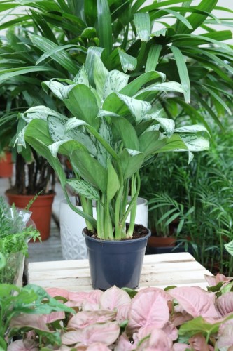 aglaonema maria christina (2).JPG