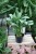 aglaonema maria christina (4).JPG