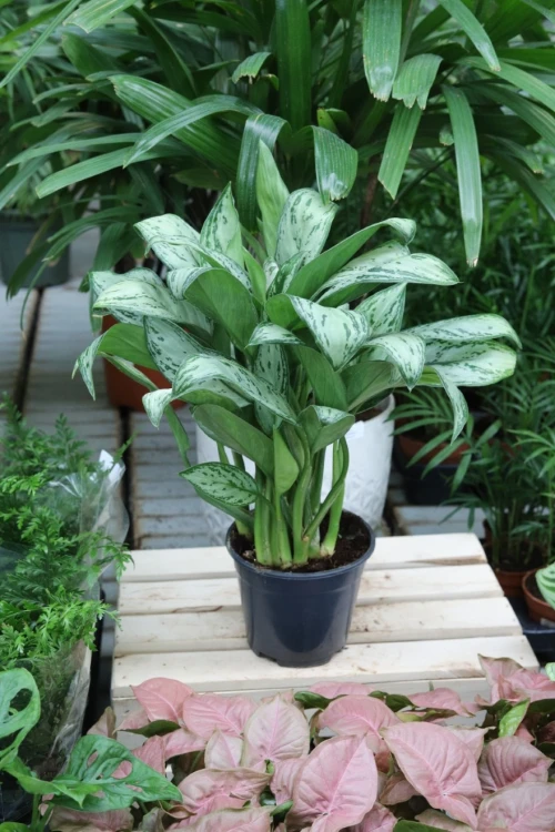 aglaonema maria christina (4).JPG