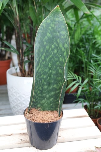 sansevieria masoniana (1).JPG