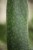 sansevieria masoniana (3).JPG