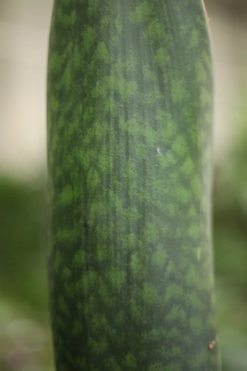 sansevieria masoniana (3).JPG