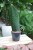 sansevieria masoniana (4).JPG