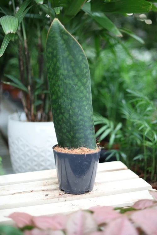 sansevieria masoniana (4).JPG