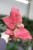 aglaonema red joy (1).JPG