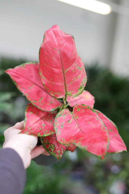 aglaonema red joy (1).JPG