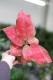 aglaonema red joy (1).JPG