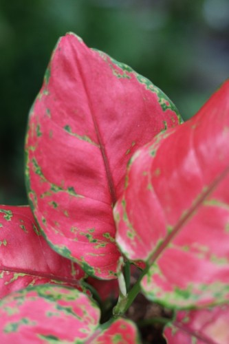 aglaonema red joy (2).JPG