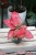 aglaonema red joy (3).JPG