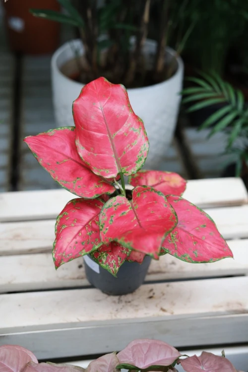 aglaonema red joy (3).JPG
