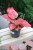 aglaonema red joy (4).JPG
