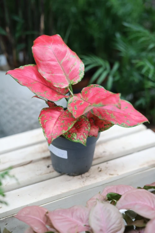 aglaonema red joy (4).JPG
