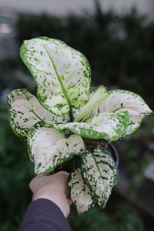 alaonema snow flake (3).JPG