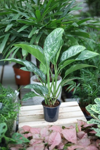 Aglaonema Green Lady (2).JPG