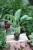 Aglaonema Green Lady (2).JPG