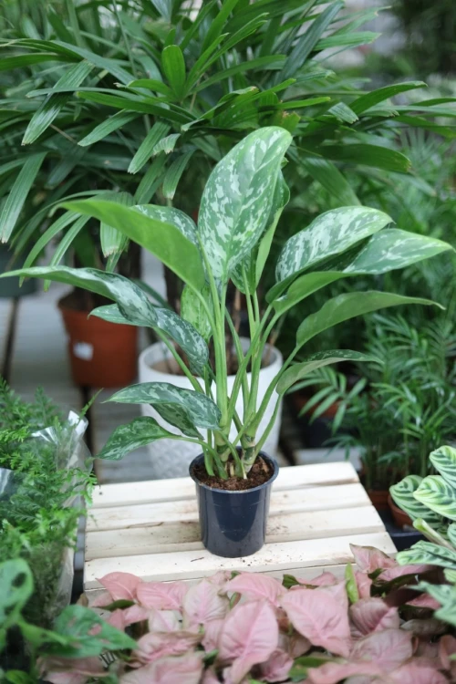 Aglaonema Green Lady (2).JPG