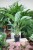 Aglaonema Green Lady (3).JPG