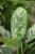 Aglaonema Green Lady (1).JPG