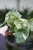 Begonia 'Rouge Variegated'