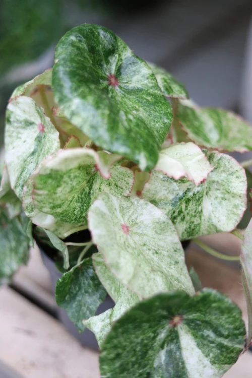 Begonia 'Rouge Variegated' 1
