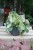 Begonia 'Rouge Variegated' 2