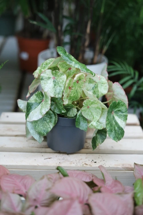 Begonia 'Rouge Variegated' 2